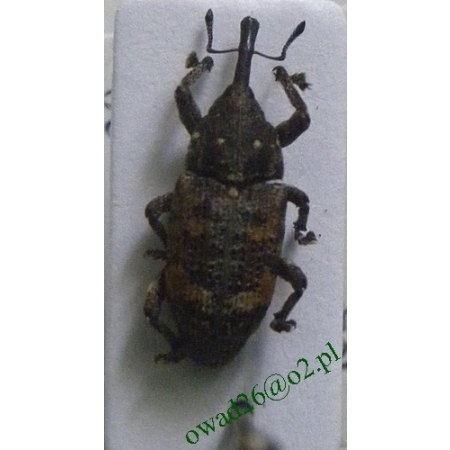Pissodes castaneus (De Geer, 1775) Smolik znaczony
